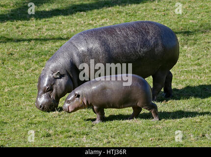 La mère et le bébé hippopotame pygmée (hexaprotodon liberiensis) Banque D'Images