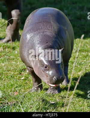 Bébé hippopotame pygmée (hexaprotodon liberiensis) Banque D'Images