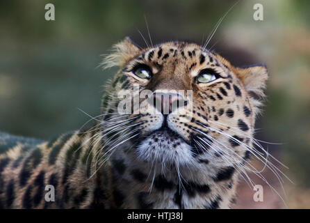 Amur Leopard (Panthera pardus orientalis) Banque D'Images