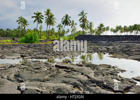 Les cocotiers poussent sur une plage de sable et de Puuhonua O Honaunau, lieu de refuge National Park, New York Banque D'Images