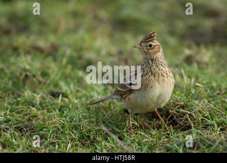 Alauda arvensis Skylark dans une prairie meadow Banque D'Images