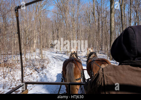 Paire de chevaux de trait belge tirant un chariot sur un sentier couvert de neige flanquée d'érable dans une ferme de production de sirop d'/ sugar bush ferme. Banque D'Images