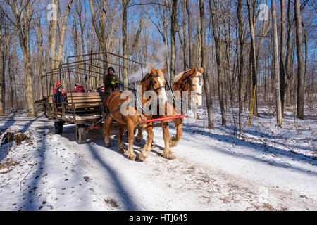 Paire de chevaux de trait belge tirant un chariot sur un sentier couvert de neige flanquée d'érable dans une ferme de production de sirop d'/ sugar bush ferme. Banque D'Images