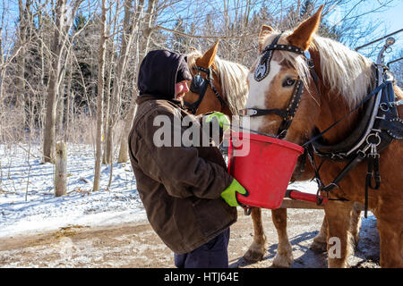 Un homme à l'aide d'un seau rouge pour donner de la nourriture, de l'eau, à l'attelé de chevaux de trait belge (Equus caballus) dans un beau jour d'hiver à London, Ontario, Canada. Banque D'Images