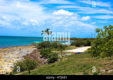 Les Palmier, Big Pine Key, FL Banque D'Images