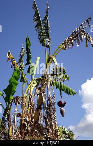 Plante banane montrant la tige, les feuilles, fruits, fleurs et tiges de fleurs Banque D'Images