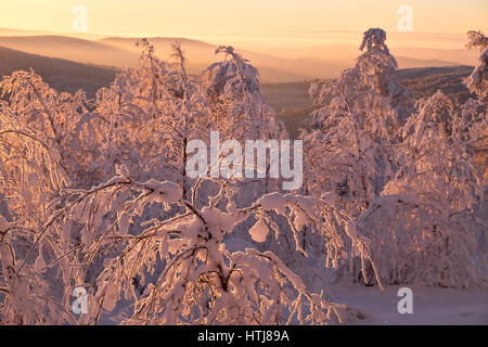 Arbres couverts de neige de l'hiver forêt avec éclairage au coucher du soleil Banque D'Images