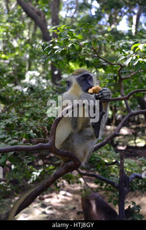 Green Monkey dans la réserve animalière de la Barbade, la Barbade, Caraïbes. Banque D'Images