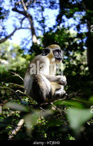 Green Monkey dans la réserve animalière de la Barbade, la Barbade, Caraïbes. Banque D'Images