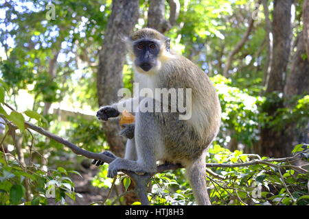 Green Monkey dans la réserve animalière de la Barbade, la Barbade, Caraïbes. Banque D'Images