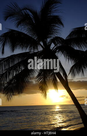 Palmiers sur la plage au coucher du soleil Hastings, Barbados, Caribbean Banque D'Images