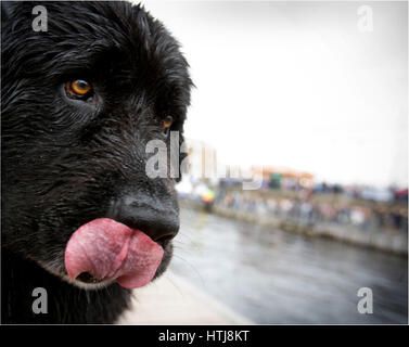 Grand chien noir humide coller sa langue. Banque D'Images