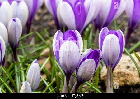 Bleu Crocus 'Yalta' floraison au début du printemps Banque D'Images