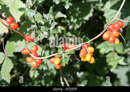 Bryony Berries dans la hedgeriw. Tamus communis. Cordes ou colliers de baies. Banque D'Images
