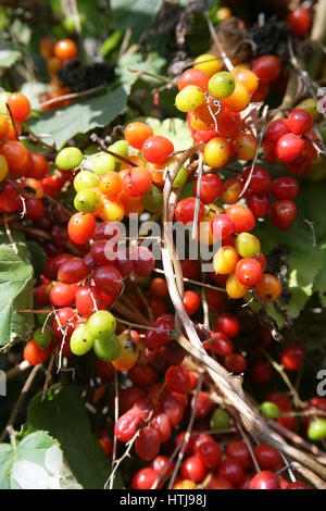Bryony Berries dans la hedgeriw. Tamus communis. Cordes ou colliers de baies. Banque D'Images