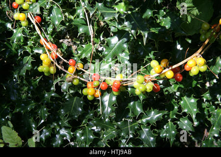 Bryony Berries dans la hedgeriw. Tamus communis. Cordes ou colliers de baies. Banque D'Images