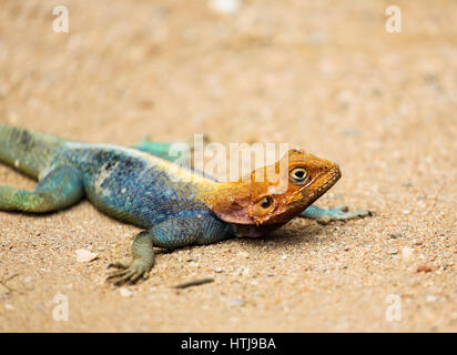 Rock à tête rouge Agama agama Agama -, l'Est de Tsavo, au Kenya Banque D'Images