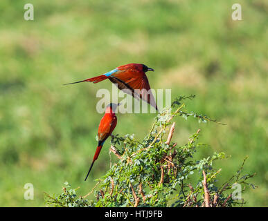 - Carmine Bee-Eater. Tsavo East National Park, Kenya Banque D'Images
