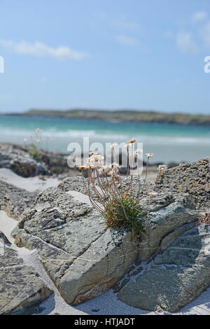 Des fleurs sur les rochers, sur la plage, le Connemara en Irlande Banque D'Images