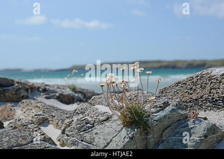 Des fleurs sur les rochers, sur la plage, le Connemara Galway Irlande Co. Banque D'Images