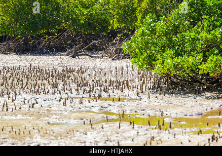 Les mangroves. La Mida creek. Florianopolis, Brésil Banque D'Images