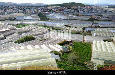 Dalat, village fleuri, une grande surface pour la fleur au Vietnam, Groupe de haute technologie avec l'agriculture, Da Lat est big bloom grenier pour par pays Banque D'Images