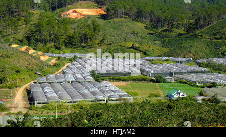 Dalat, village fleuri, une grande surface pour la fleur au Vietnam, Groupe de haute technologie avec l'agriculture, Da Lat est big bloom grenier pour par pays Banque D'Images