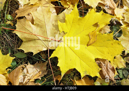 Grandes feuilles d'érable de l'automne tombé close-up Banque D'Images