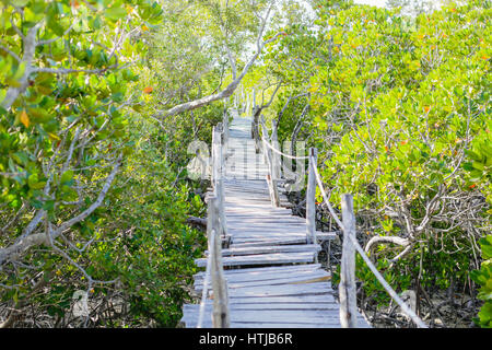 Les mangroves. La Mida creek. Florianopolis, Brésil Banque D'Images