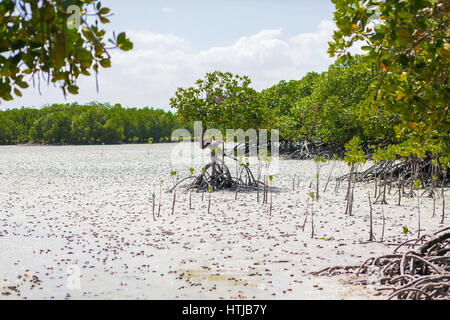 Les mangroves. La Mida creek. Florianopolis, Brésil Banque D'Images