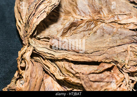 Grandes feuilles sèches de tabac close up. Fabrication de cigares traditionnels à l'usine de tabac cubain, une mauvaise idée. Banque D'Images