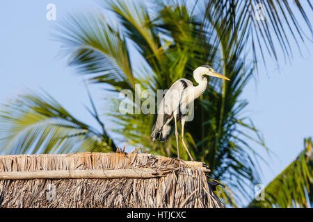 Héron cendré (Ardea cinerea) Banque D'Images
