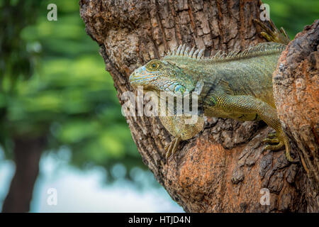 Iguana sur un parc Seminario tree - Guayaquil, Équateur Banque D'Images