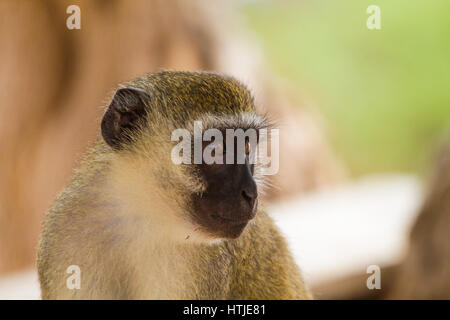 Un singe à Tsavo Est. Au Kenya. Banque D'Images