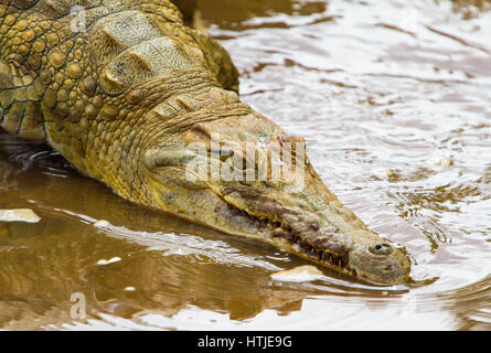 Des crocodiles dans l'Est de Tsavo National Park. Au Kenya. Banque D'Images