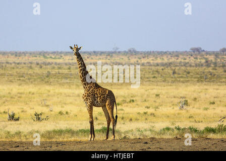 Girafe à Tsavo East National Park. Au Kenya. Banque D'Images