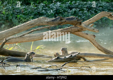 Deux loutres de rivière géantes de manger du poisson dans la rivière Cuiaba, la région du Pantanal, Mato Grosso, Brésil, Amérique du Sud Banque D'Images