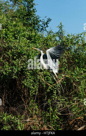 Héron Cocoi décollant d'un arbre le long de la rivière Cuiaba dans la région du Pantanal, Mato Grosso, Brésil, Amérique du Sud Banque D'Images