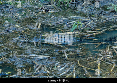 Caiman Yacare tapi dans une zone marécageuse de l'Onca, la région du Pantanal, Mato Grosso, Brésil, Amérique du Sud Banque D'Images