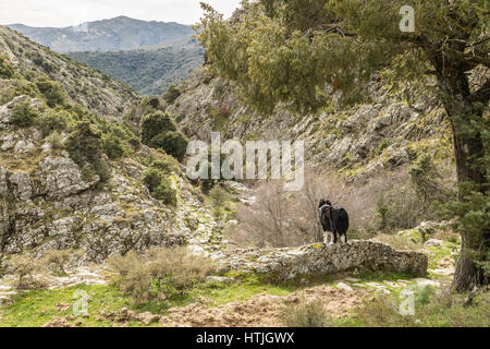Border Collie chien debout sur un mur de pierre sous un arbre et à la recherche sur une vallée rocheuse en direction des montagnes en Corse Banque D'Images
