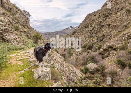 Border Collie chien debout sur un sentier de randonnée et à la recherche sur une vallée rocheuse en Balagne de Corse avec une montagne dans l'isolation partiellechauffage Banque D'Images