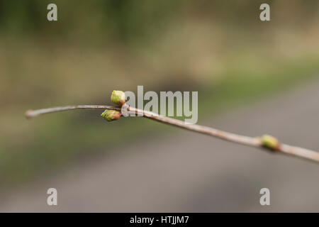 L'étonnante Hewenden Viaduct près de Cullingworth, Bradford, West Yorkshire sur une belle journée de printemps ensoleillée Banque D'Images