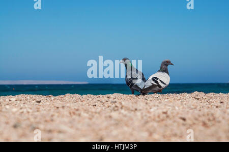 Deux colombes sur une rive sablonneuse morskoym montrer l'amour pour l'autre. Couple de pigeons. Banque D'Images