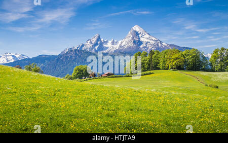 Paysage idyllique dans les Alpes avec des prairies vertes et fleurs et montagne enneigée du top dans l'arrière-plan, parc national de Berchtesgaden Banque D'Images