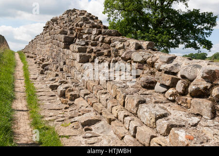 Mur d'Hadrien : la Muraille Romaine à Willowford, près de Gilsland, Cumbria, Angleterre - à l'ouest de l'établissement Banque D'Images