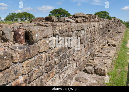 Mur d'Hadrien : la Muraille Romaine à Willowford, près de Gilsland, Cumbria, Angleterre - à l'Est Banque D'Images