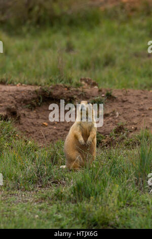 Utah Chien de prairie (Cynomys ludovicianus), Bryce Canyon National Park, Utah, USA Banque D'Images