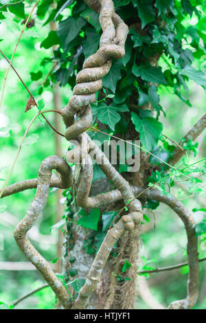 Hedera colchica ou persan appelé Colchide ivy