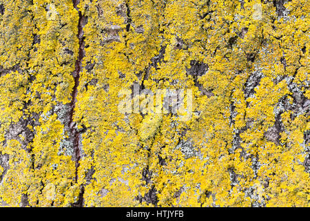 Xanthoria parietina est un lichen foliacé, ou de feuilles, lichen Banque D'Images