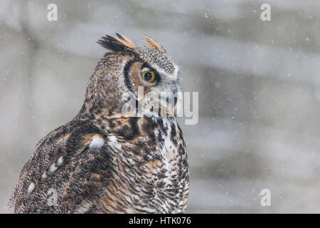 Un grand-duc d'Amérique du Nord repose sur le dessus du tronc de l'arbre avec la neige qui tombe autour de lui. Banque D'Images